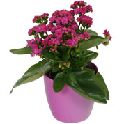 Kalanchoe rosa + Cachep Rosa